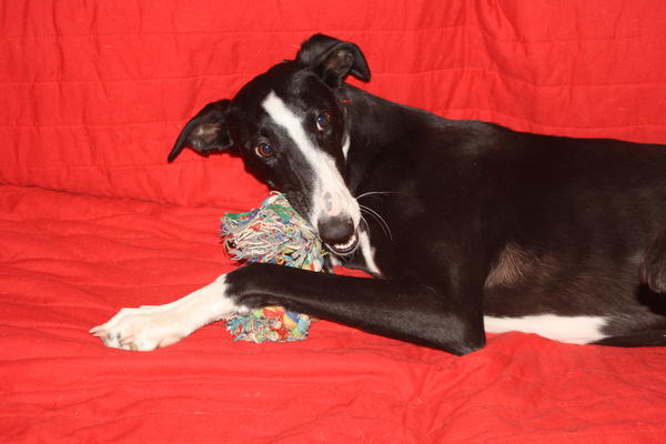 Galga Cielo (jetzt SALLY) aus Leiva sucht ... 6079190