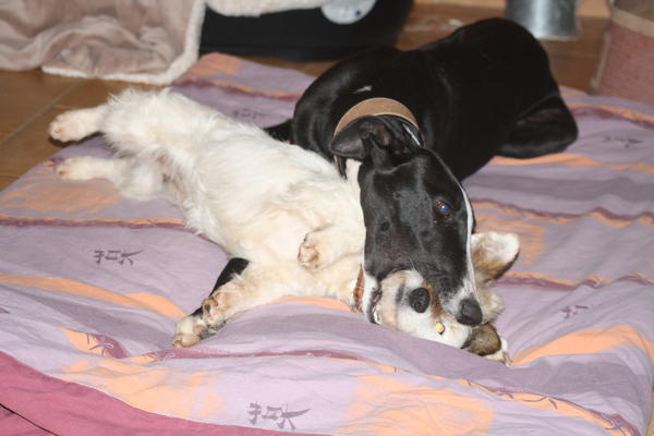 Galga Cielo (jetzt SALLY) aus Leiva sucht ... 6079339