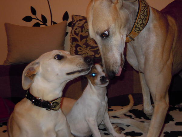 Galga LUNI aus Murcia sucht ... 6079509