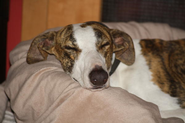 Galgo Alex (jetzt ROMEO) aus Leiva sucht ... 6080022