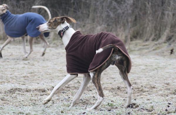 Galgo Alex (jetzt ROMEO) aus Leiva sucht ... 6080025