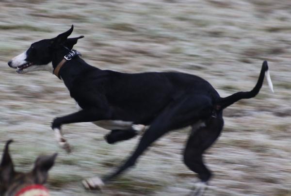 Galga Cielo (jetzt SALLY) aus Leiva sucht ... 6080113