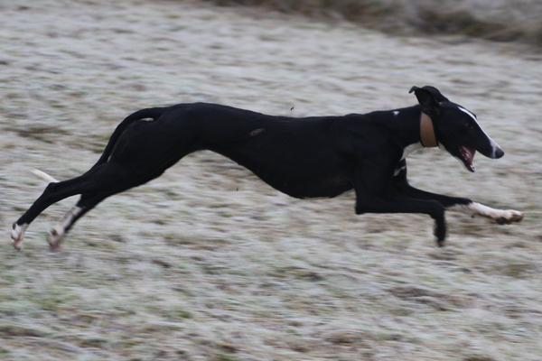 Galga Cielo (jetzt SALLY) aus Leiva sucht ... 6080115