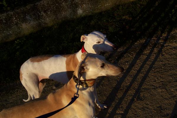 Galga LUNI aus Murcia sucht ... 6106969