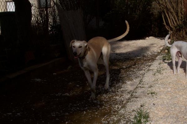 Galga LUNI aus Murcia sucht ... 6137970