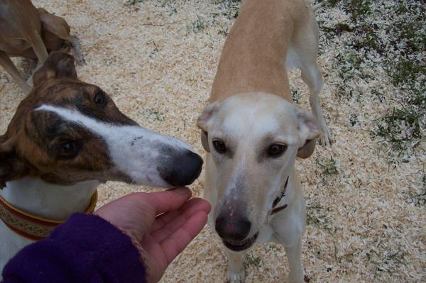 Galga LUNI aus Murcia sucht ... 6137975