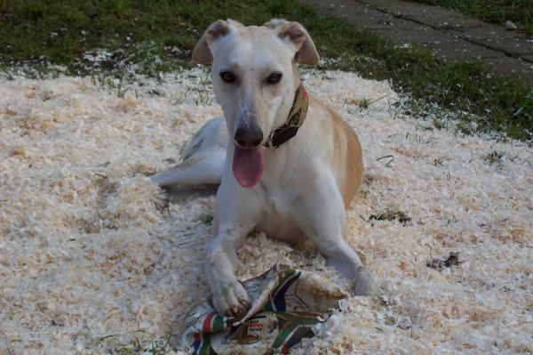 Galga LUNI aus Murcia sucht ... 6137993