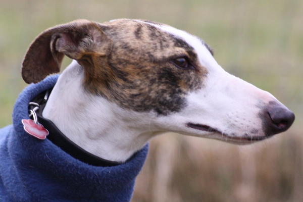 Galgo Alex (jetzt ROMEO) aus Leiva sucht ... 6153396sde