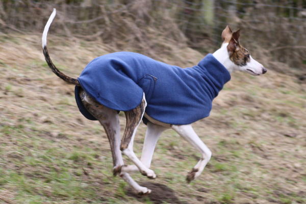 Galgo Alex (jetzt ROMEO) aus Leiva sucht ... 6153397hou