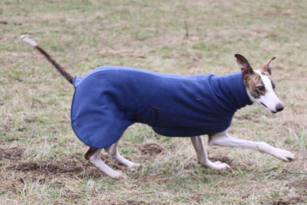 Galgo Alex (jetzt ROMEO) aus Leiva sucht ... 6153400xoq