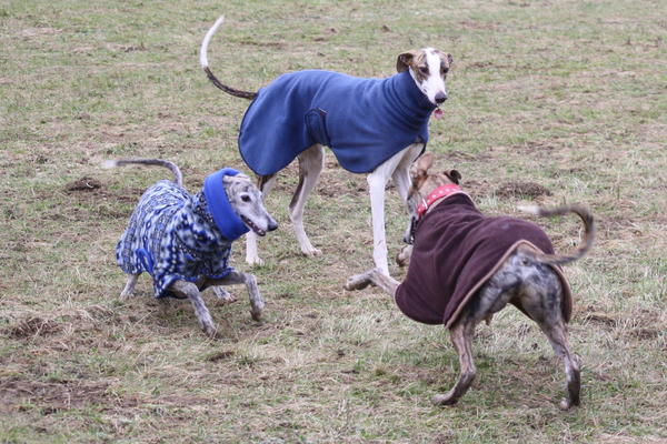 Galgo Alex (jetzt ROMEO) aus Leiva sucht ... 6153403avh