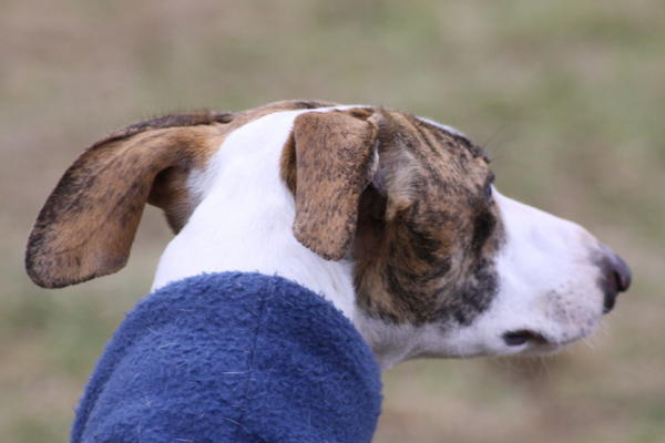 Galgo Alex (jetzt ROMEO) aus Leiva sucht ... 6153404lqi