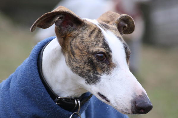 Galgo Alex (jetzt ROMEO) aus Leiva sucht ... 6153405qwv