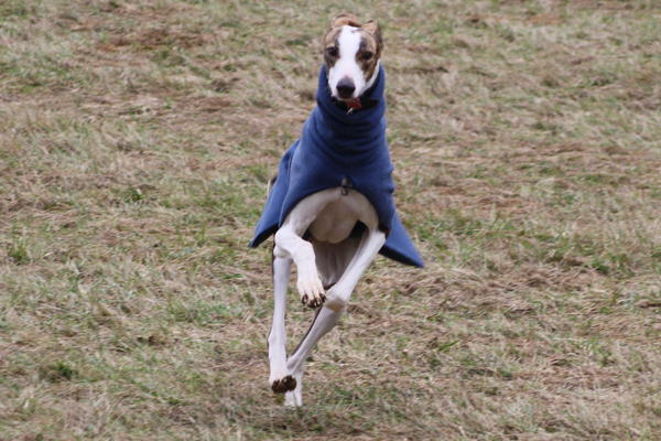 Galgo Alex (jetzt ROMEO) aus Leiva sucht ... 6153406tfs