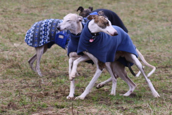 Galgo Alex (jetzt ROMEO) aus Leiva sucht ... 6153407cfg