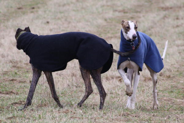 Galgo NEO aus San Anton sucht ... - Seite 4 6153531fsu