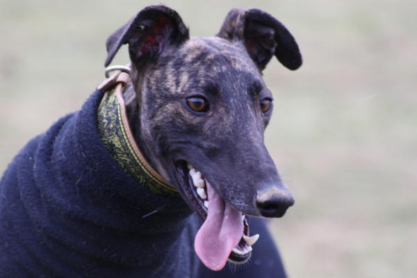 Galgo NEO aus San Anton sucht ... - Seite 4 6153533egd