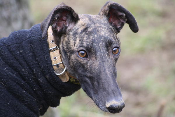 Galgo NEO aus San Anton sucht ... - Seite 4 6153534lmc