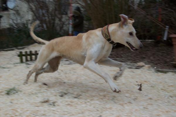 Galga LUNI aus Murcia sucht ... 6159957mmh