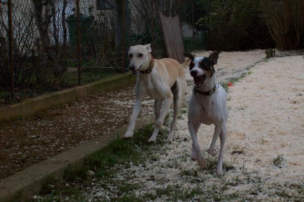 Galga LUNI aus Murcia sucht ... 6160034mxp