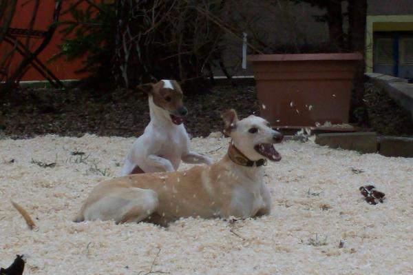 Galga LUNI aus Murcia sucht ... 6160035oru