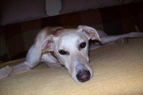 Galga LUNI aus Murcia sucht ... 6160038sxd