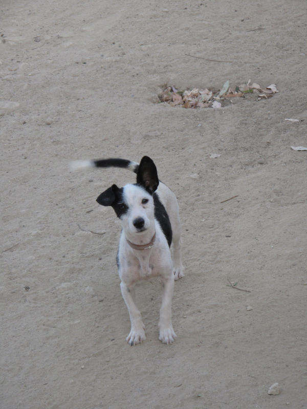 Mischlingshündin Estalita (jetzt LILLY) aus San Anton sucht ... 6167504udq