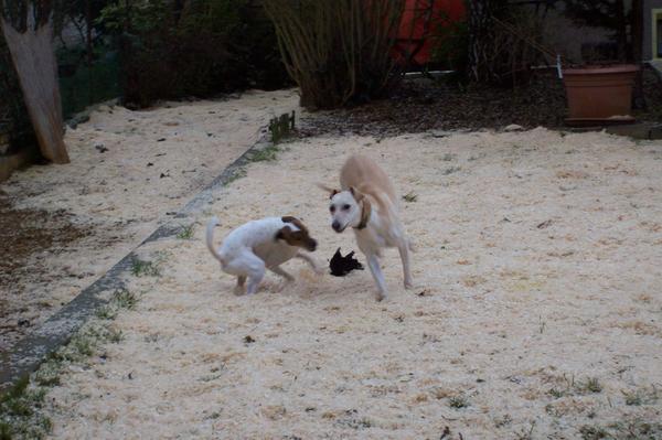 Galga LUNI aus Murcia sucht ... - Seite 2 6188753qdz