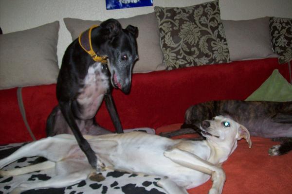 Galga LUNI aus Murcia sucht ... - Seite 2 6188755cck