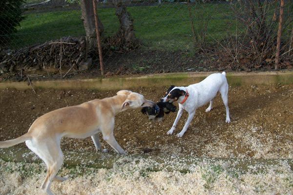 Galga LUNI aus Murcia sucht ... - Seite 2 6188757etv