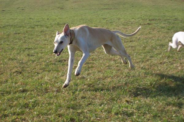 Galga LUNI aus Murcia sucht ... - Seite 2 6202415qam