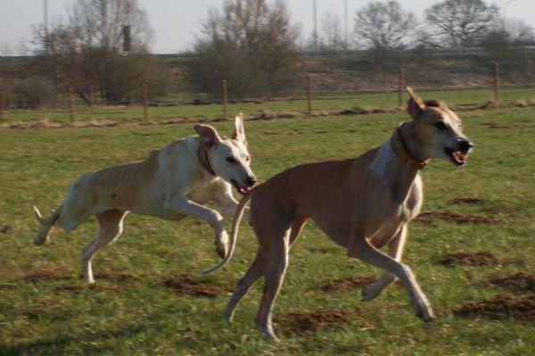 Galga LUNI aus Murcia sucht ... - Seite 2 6216515hwp