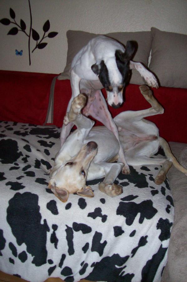 Galga LUNI aus Murcia sucht ... - Seite 2 6222161bwk