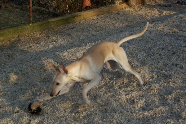 Galga LUNI aus Murcia sucht ... - Seite 2 6222169rnd