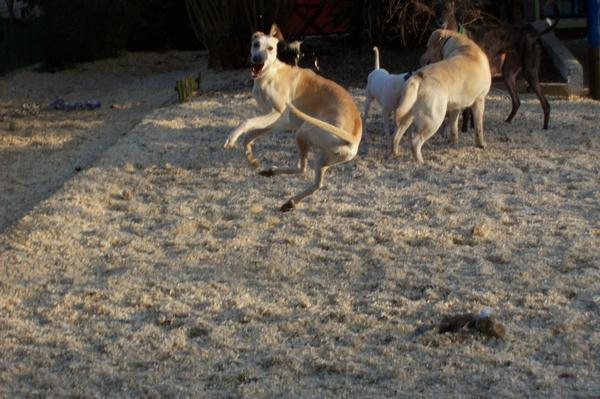 Galga LUNI aus Murcia sucht ... - Seite 2 6222170fsv