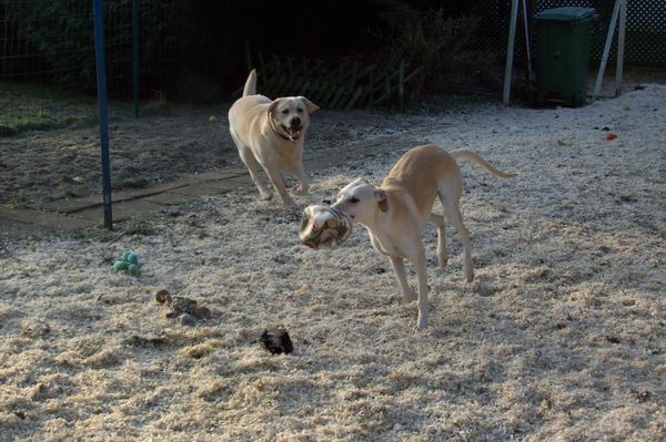 Galga LUNI aus Murcia sucht ... - Seite 2 6222251xst