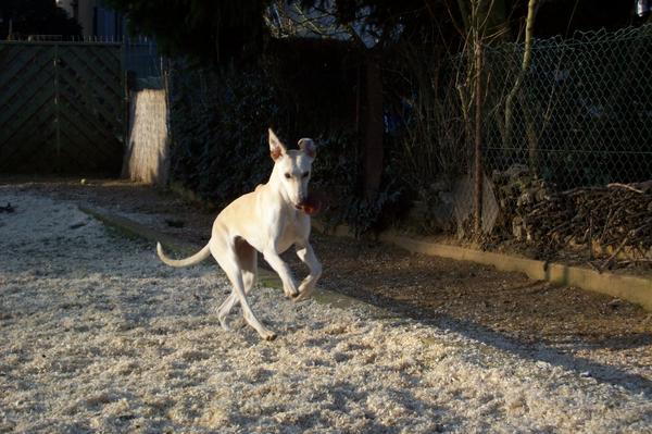 Galga LUNI aus Murcia sucht ... - Seite 2 6222253vni