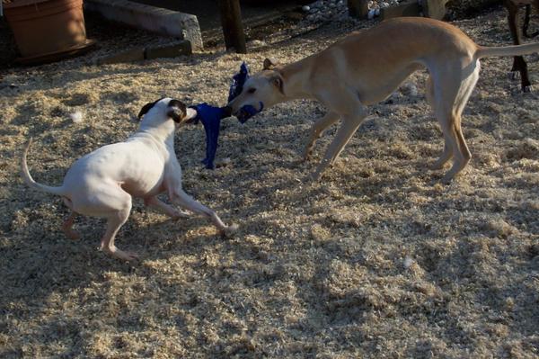 Galga LUNI aus Murcia sucht ... - Seite 2 6222255rat