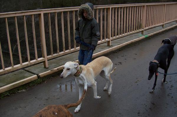 Galga LUNI aus Murcia sucht ... - Seite 2 6248724kqp