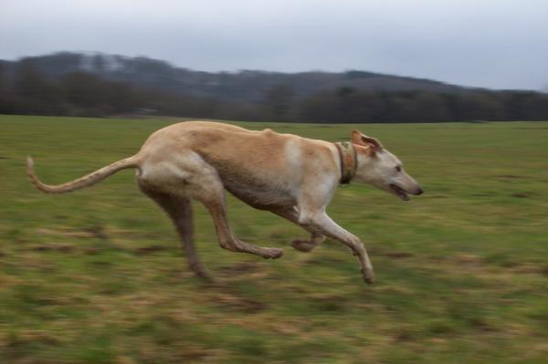 Galga LUNI aus Murcia sucht ... - Seite 2 6248730ixe