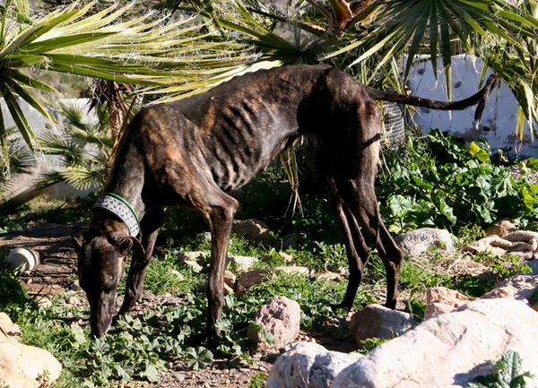 Galga Indira aus Mazarron sucht ... Reserviert! 6251500euq