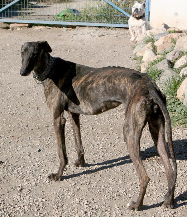 Galga Indira aus Mazarron sucht ... Reserviert! 6251501rxi