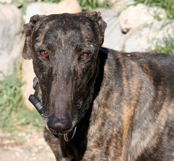 Galga Indira aus Mazarron sucht ... Reserviert! 6251503ycx