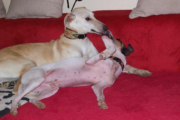 Galga LUNI aus Murcia sucht ... - Seite 2 6285466rzi