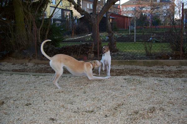 Galga LUNI aus Murcia sucht ... - Seite 2 6285467bmb