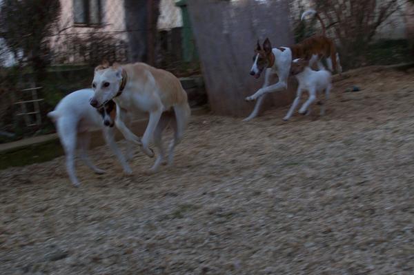 Galga LUNI aus Murcia sucht ... - Seite 2 6285471ruh