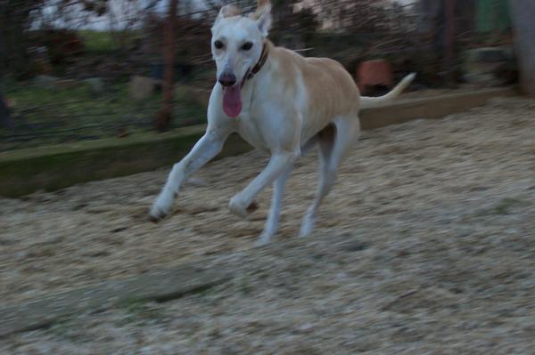 Galga LUNI aus Murcia sucht ... - Seite 2 6285472cyi