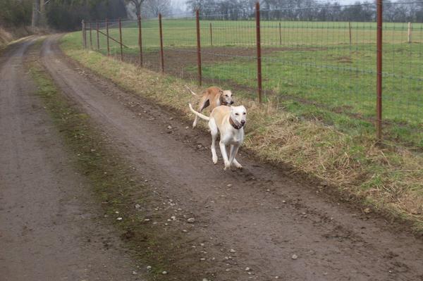 Galga LUNI aus Murcia sucht ... - Seite 2 6290642exw