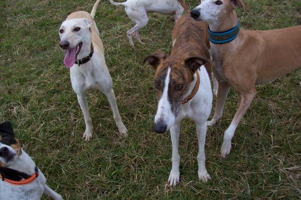 Galga LUNI aus Murcia sucht ... - Seite 2 6300037cio