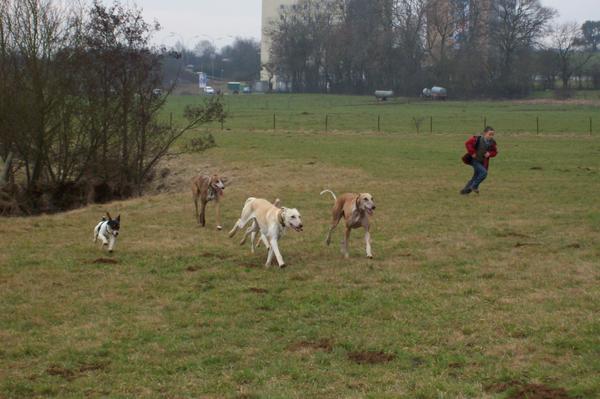 Galga LUNI aus Murcia sucht ... - Seite 2 6300038hap